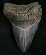 Bargain Megalodon Tooth #5618-1